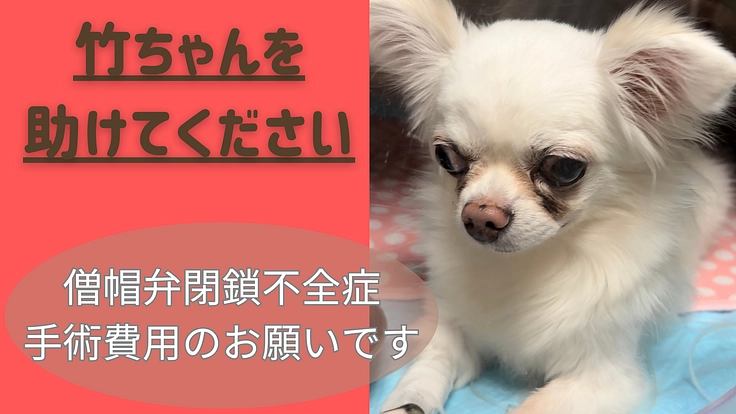 僧帽弁閉鎖不全症の愛犬子竹の手術費用のお願い！
