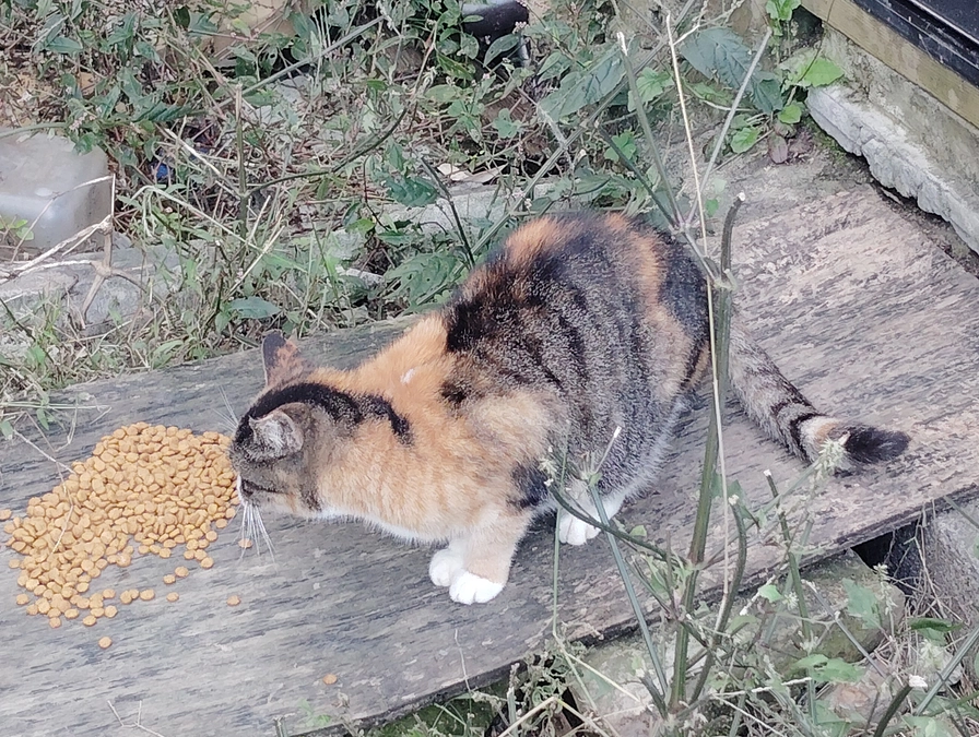 地域猫ちゃん　その２