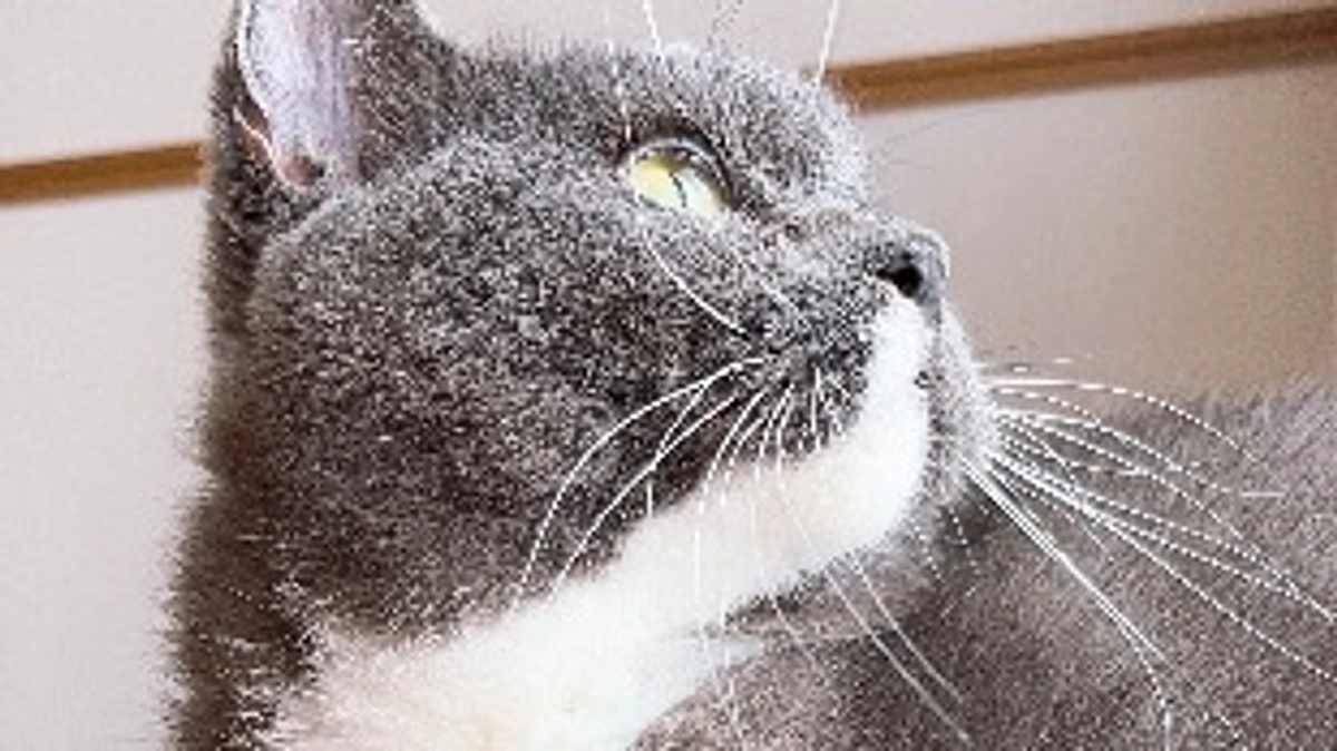 お盆のプルート