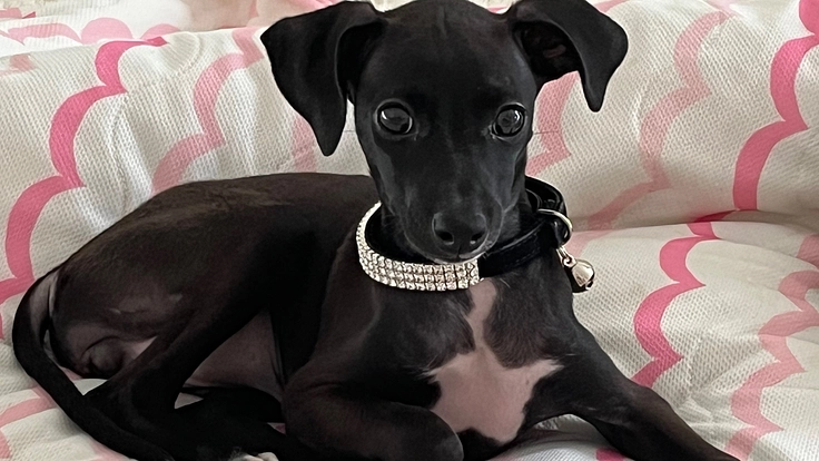 愛犬ティアラの環椎軸椎不安定症の手術、治療のご支援お願い致します。