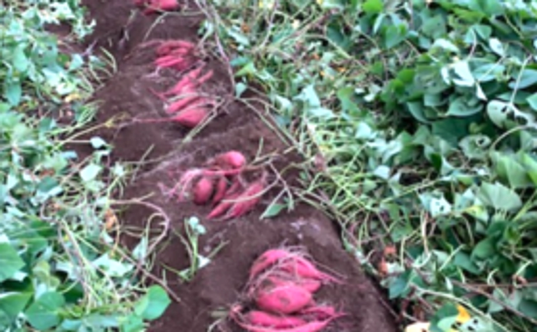 【カップルプラン】お芋掘り体験（2名まで）