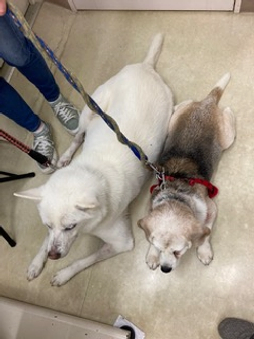 肝臓腫瘍と肺腫瘍が見つかり、療養中の2頭　頑張ってくれています