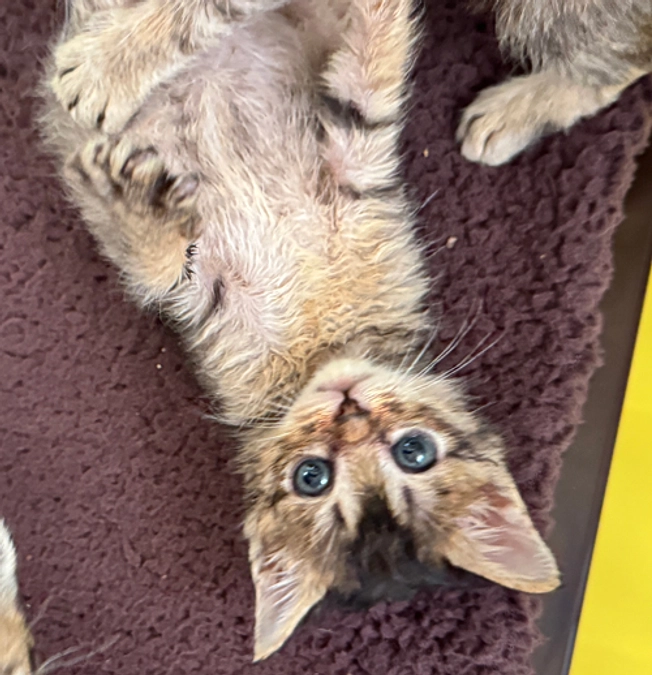 たんぽぽの里さんから応援メッセージが届きました！