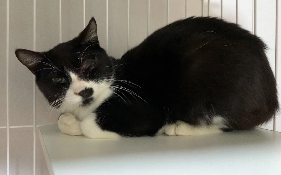 ハッチ　無事に手術が終わりました！