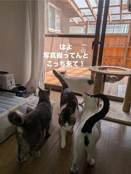 【支援者さたが500名超えました！550万円まであと2万円！】ねこまち長屋ウッドデッキの普段の様子