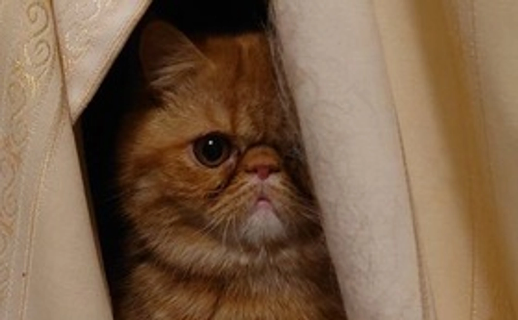 しまじろう応援　3000円コース