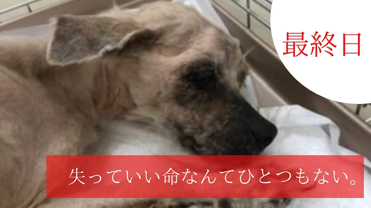 殺処分をなくすために関東でシェルターを作りたい!