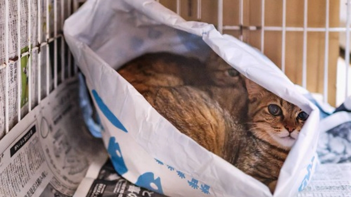 先日保護のふたり。