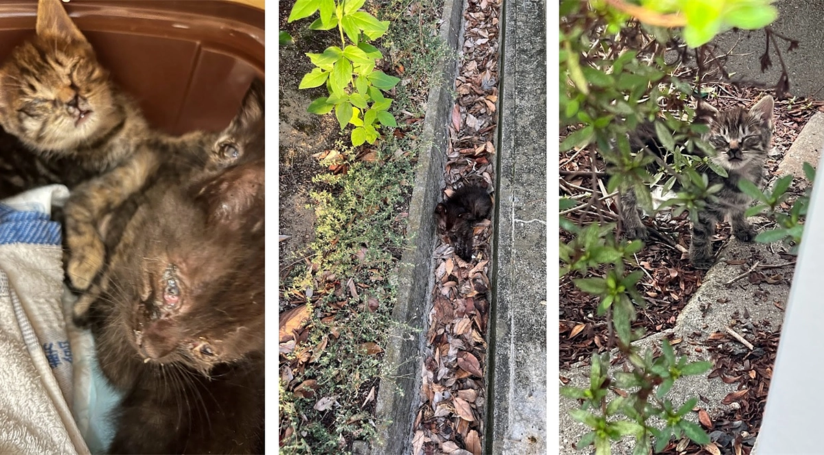 【保護猫活動報告】子猫レスキュー活動