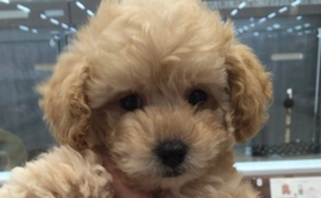 ご支援感謝致します。①