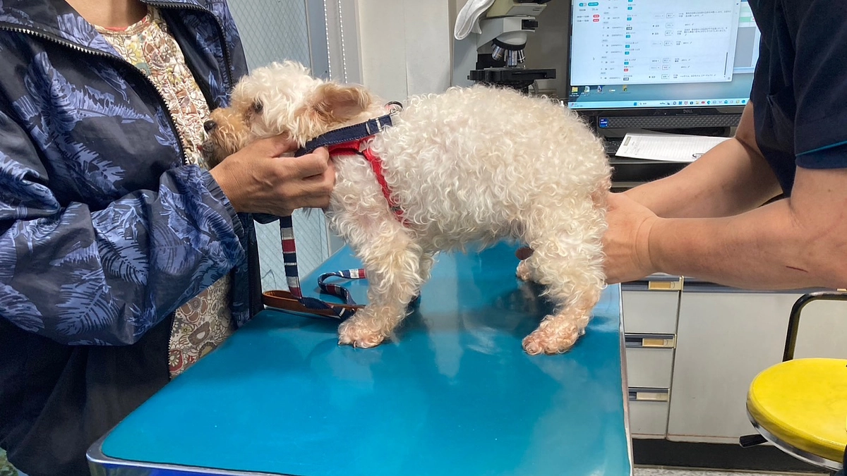 【悪徳ブリーダー：トイプーmix みかちゃんのご報告】