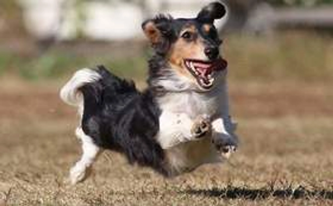 ご支援がるいくんの捜索活動費へ！