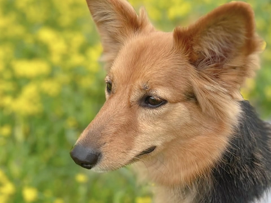 里親さまからのメッセージ　オリィのご家族より