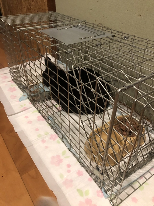 日曜日捕獲、避妊手術終えました
