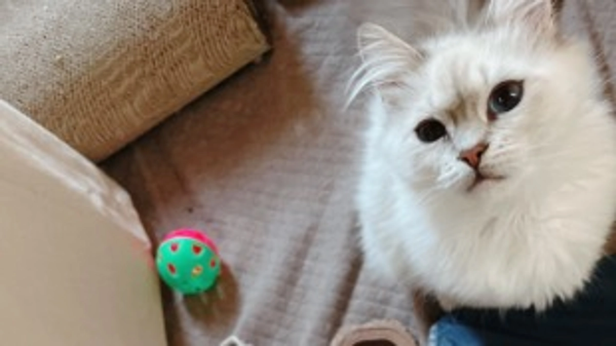 【ヴァロの目はかなり治ってきました！】