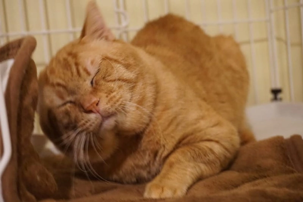 結構激しい！嬉しい！《猫たちの動き》【在籍頭数】