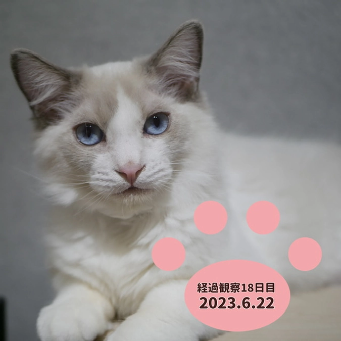 経過観察18日目(2023.6.22)