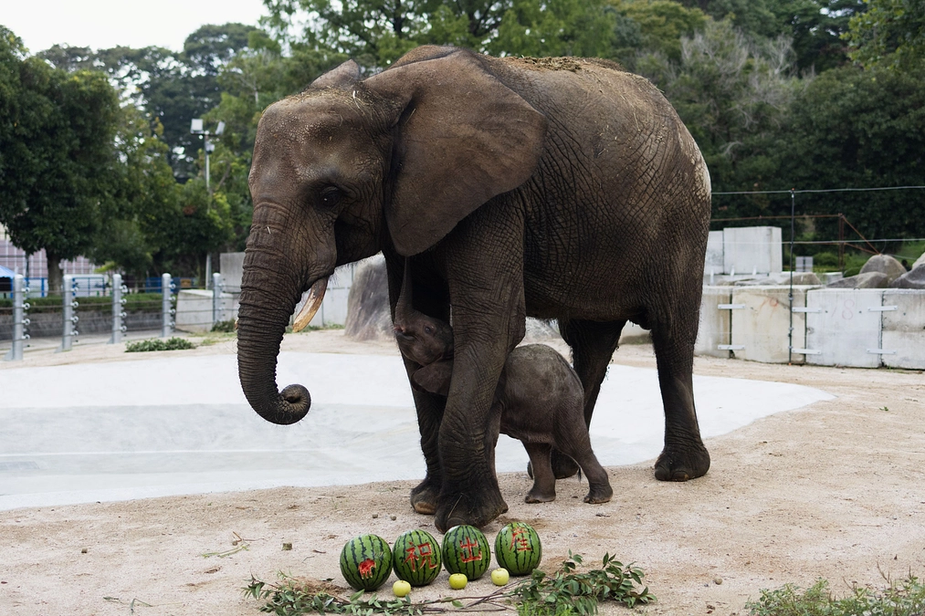 【ご報告】メイちゃんの出産お祝い第１弾を実施しました