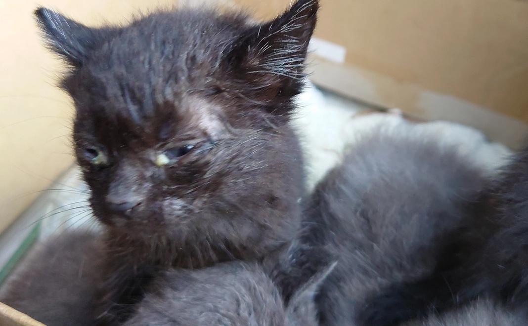 感謝のメール・写真2