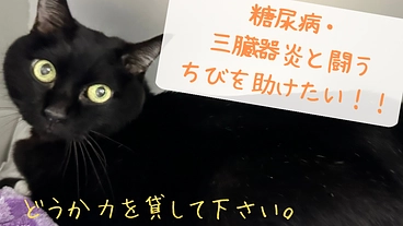 糖尿病と三臓器炎と闘うちびを助けたい！ご協力お願いします！ のトップ画像