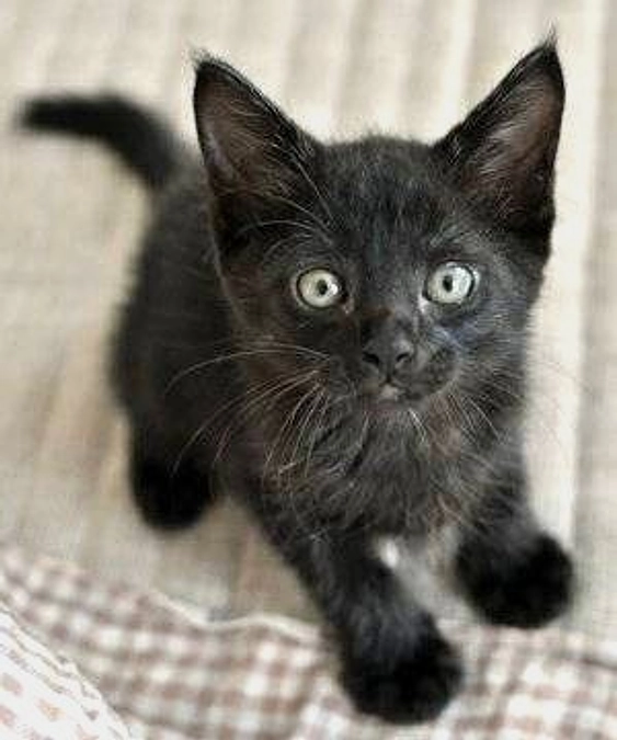 お兄ちゃん猫のミシャルが昨日、虹の橋を渡りました。