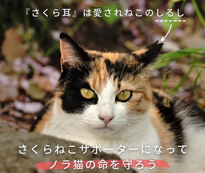 ＼さくらねこTNR実績／ 累計347,313頭がさくらねこに🌸