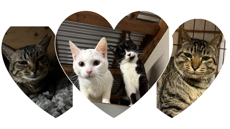 【緊急保護猫ハウスを作りたぃ】ご支援宜しくお願い致します🙇‍♀️