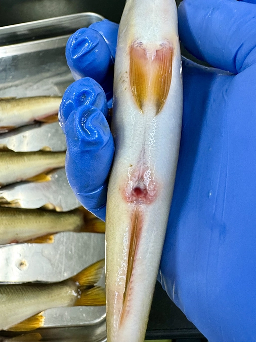 真夏の病気が懸念されます。