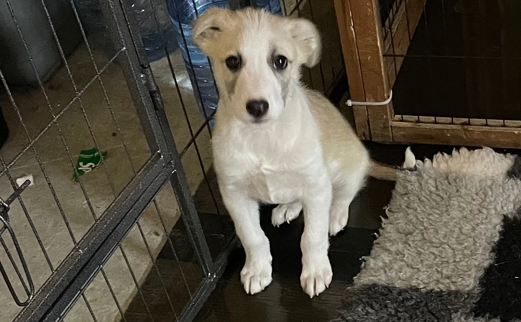 3千円｜応援コース