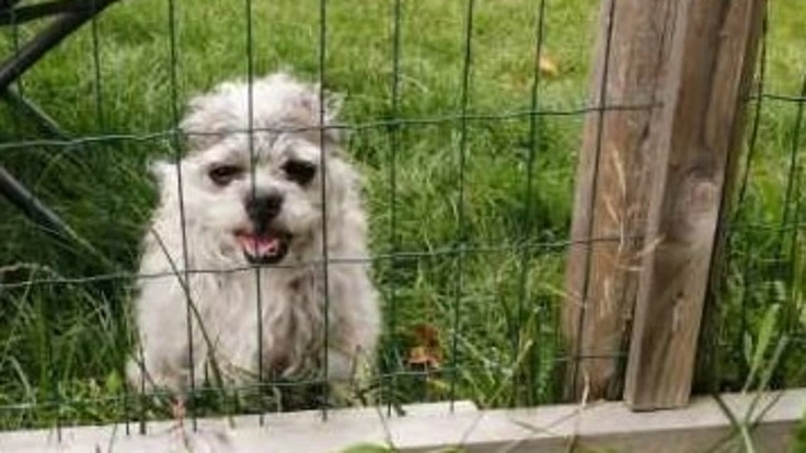 青森の犬猫殺処分を無くす為の啓発活動拠点を創りたい