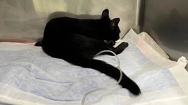 交通事故に遭った猫ちゃんを助けてください。 のトップ画像