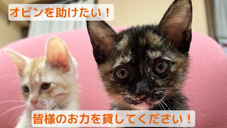 食道狭窄と食道拡張を抱える子猫の治療にご支援をお願いいたします。