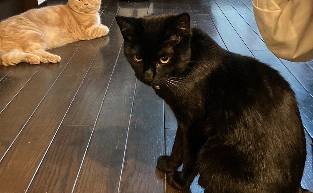 ご支援ありがとうございます。