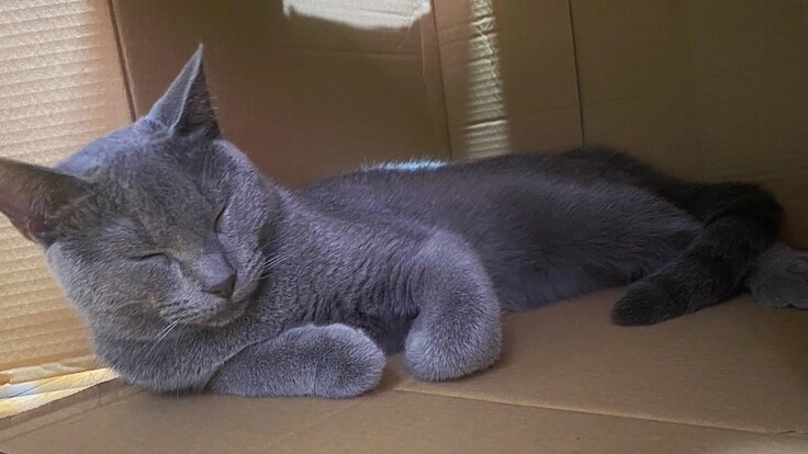 再チャレンジ!!FIPを発症した”うに”への治療ご支援のお願い