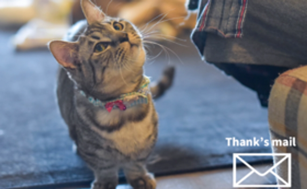 侍にゃぱん応援コース