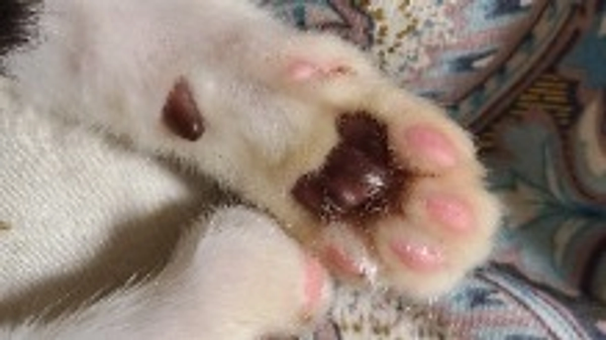 プロジェクトを立ち上げた経緯