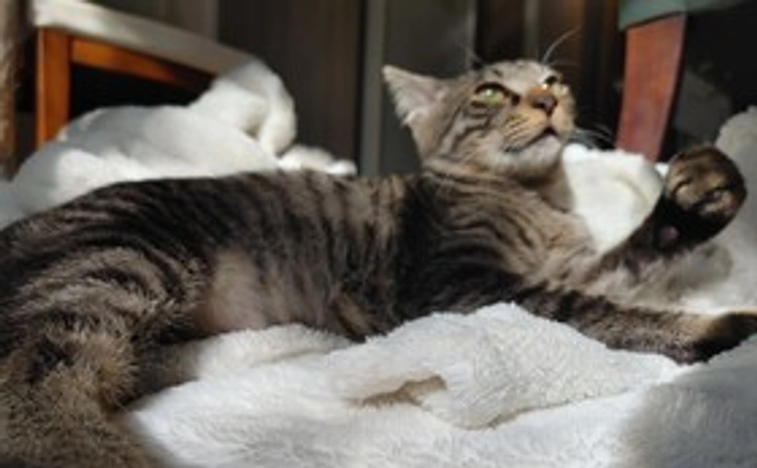 あまぐり応援3000円