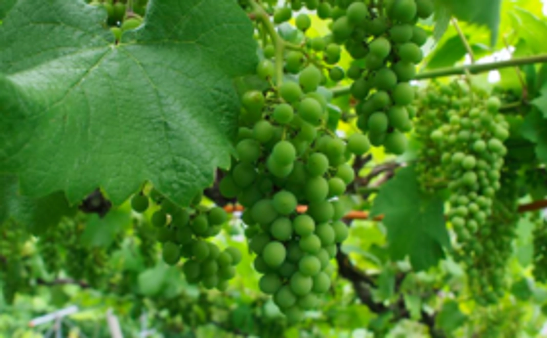 サンクスレター