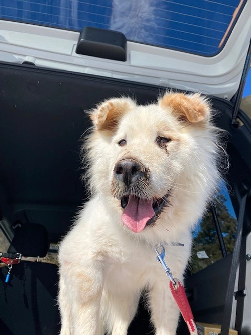 【シェルターNEWS】チッチが楽しく過ごせるように...