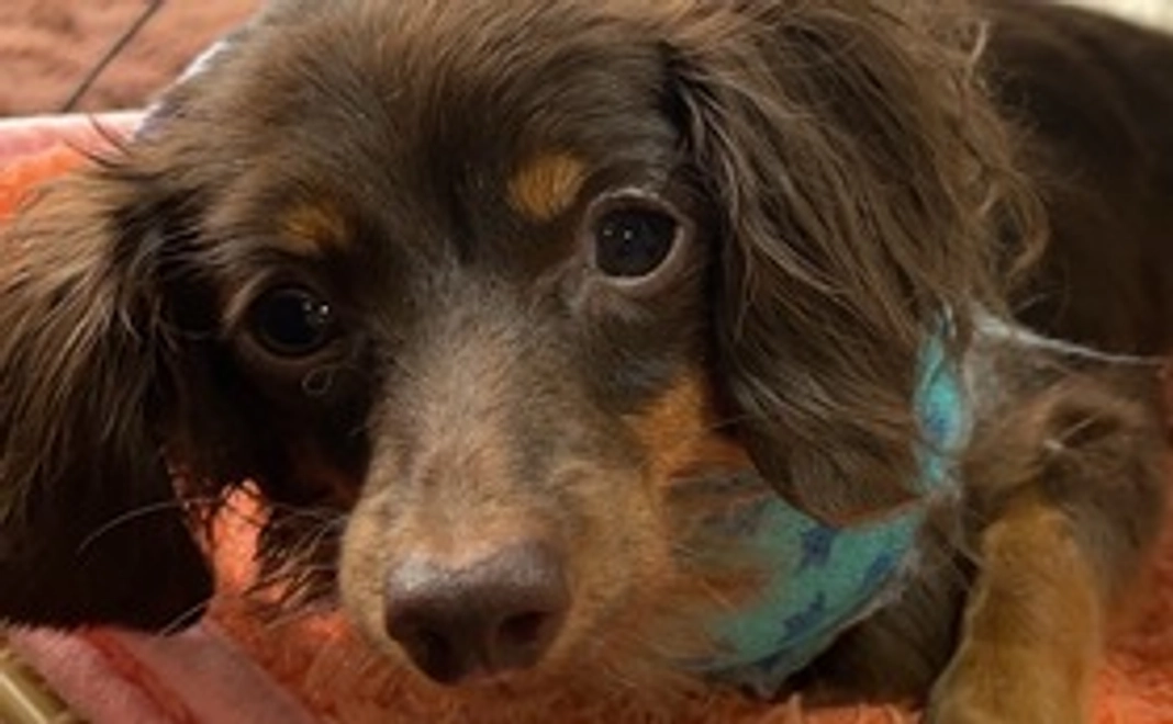 ノアちゃんの応援コース2