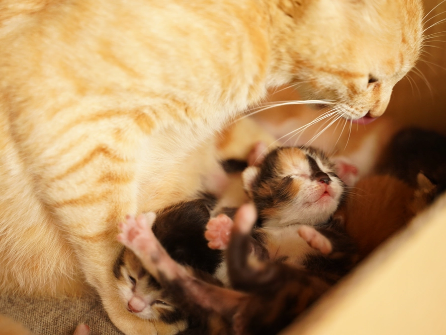 残りわずかとなりました。