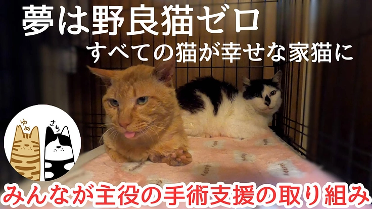 野良猫問題を根本から解決したい!不妊去勢手術支援の取り組み