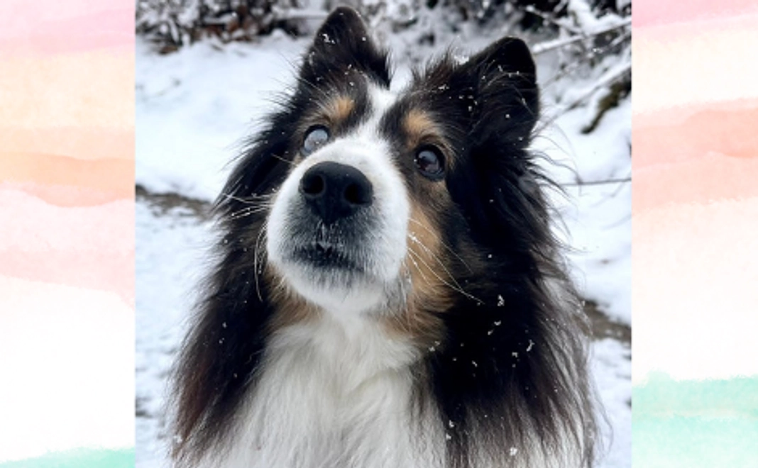 保護っ子医療の応援！ 5,000円