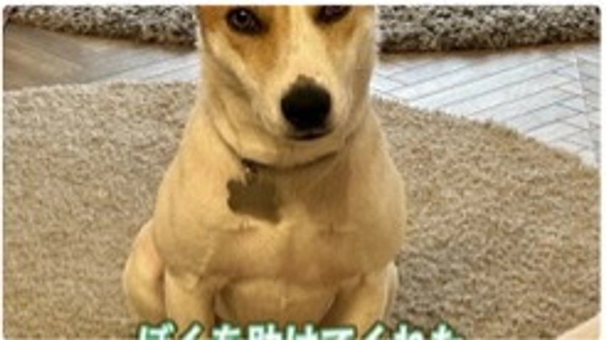 野犬を捕まえて飼いたいと依頼を受けた方からのメッセージ❤️