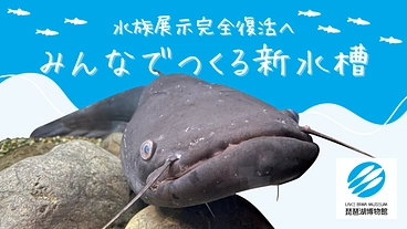 新ビワコオオナマズ水槽誕生にご支援を！｜琵琶湖博物館【第2弾】 のトップ画像