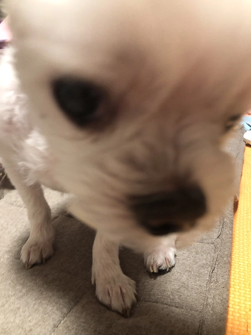 8/2のパフ太(*^_^*)