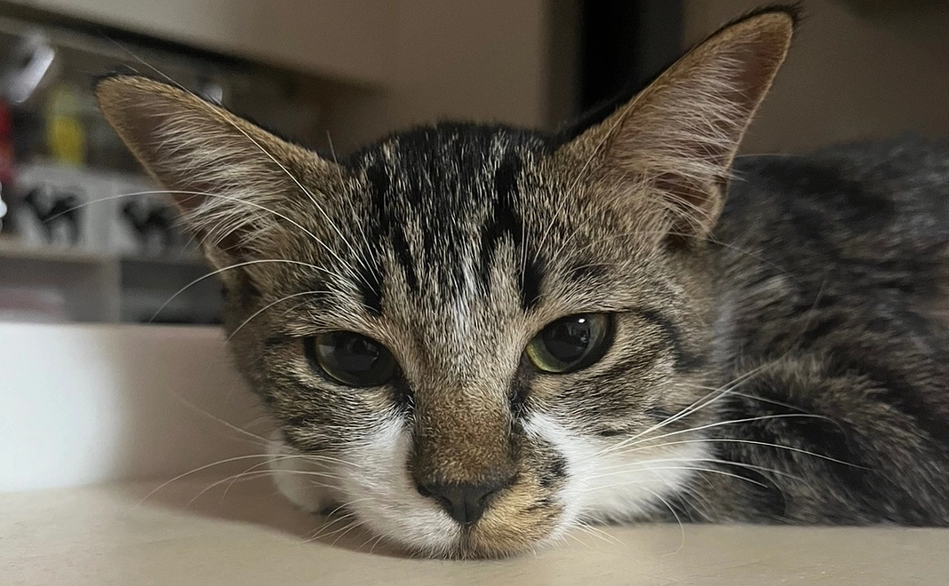 全力応援コース!100,000円