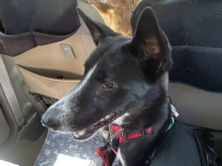 犬の脚の病気について