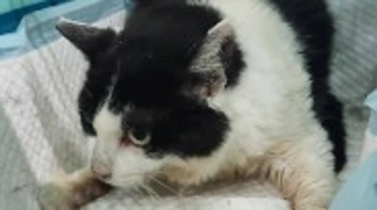 🆘️マリアのクラウドファンディング残り7️⃣0️⃣時間になりました🆘️