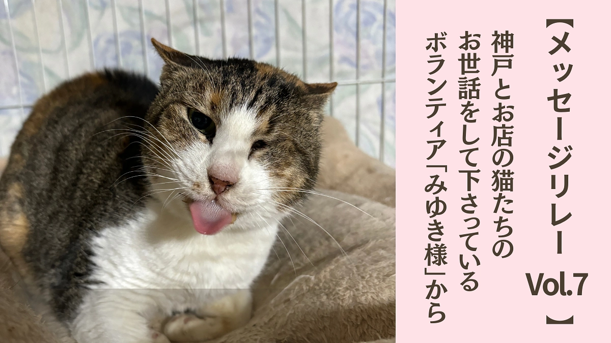 【メッセージリレーVol.7】神戸&お店の猫たちのお世話をして下さっているボランティアのMy様から